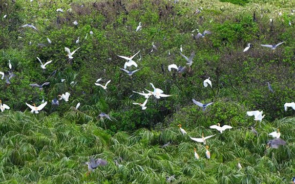 Vườn Cò Bằng Lăng