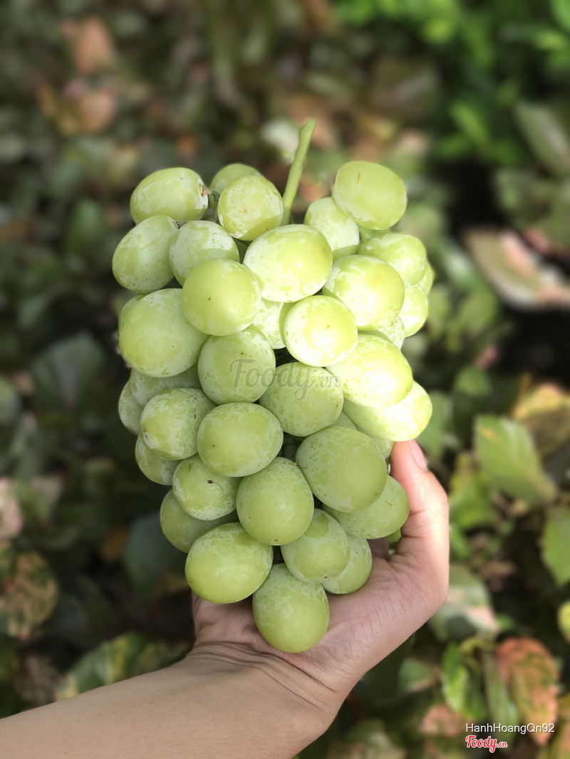 Nho đường #sugarcrunch của Mỹ, siu giòn siu ngọt ăn nghiện lun 