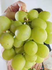 Nho xanh Mỹ