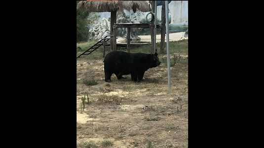 FLC Zoo Safari Park