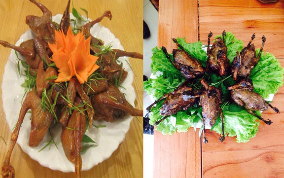 Chim Chỉ - Đặc Sản Chim Trời