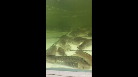 Cua ở đây giá rẻ nhất Hà Nội