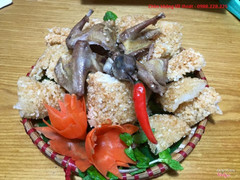 chim không lối thoát 