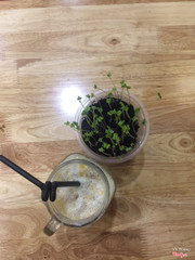 Hoa decor là hạt mầm đó, xinh lắm!