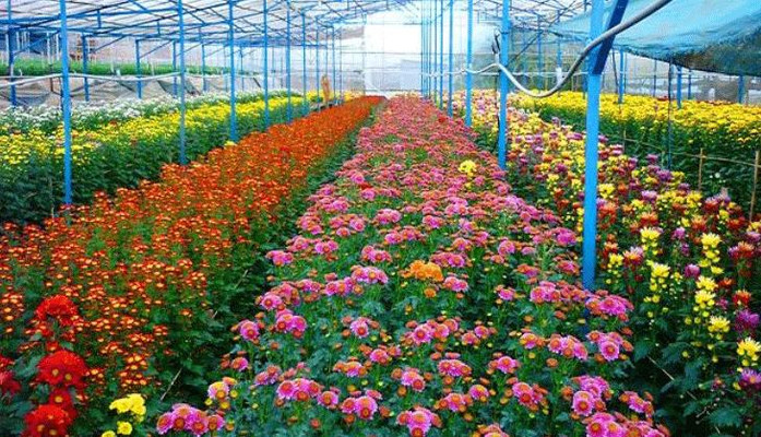 Làng Hoa Thái Phiên