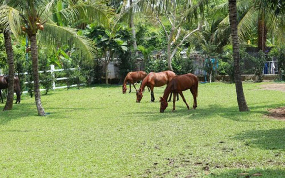 Happy Farm Tiền Giang