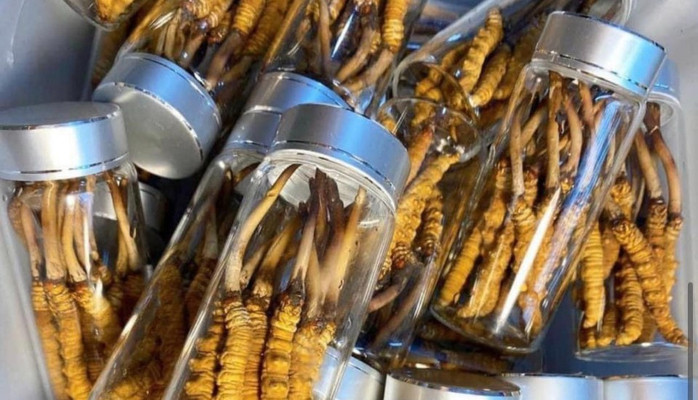 MẠCH NHA ĐƯỜNG - Hải Sâm - Ông Ích Khiêm