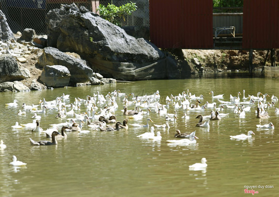 Tam coc homestay NINH BINH