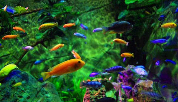 Cá Cảnh Ông Già