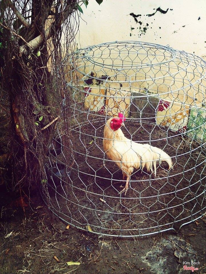 cái bạn Gà này cũng đặc biệt - chắc là thiết kế muốn vậy - không hiểu vì sao nhưng thấy hay hay 
