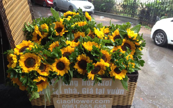 Ciao Flower - Shop Online