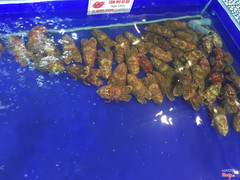 Tôm mũ ni đỏ-2tr6/kg