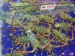 Tôm hùm bôn-3 triệu/kg