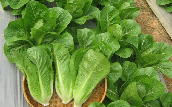 Organic - Rau Vườn