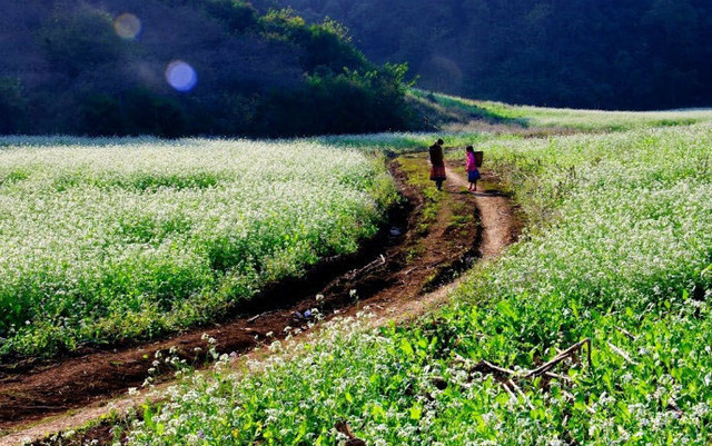 Bản Lùn - Mộc Châu