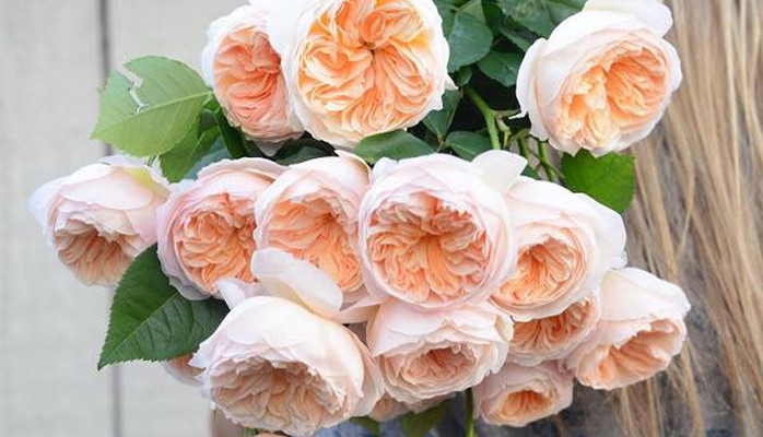 Soul Flowers - Trần Cao Vân