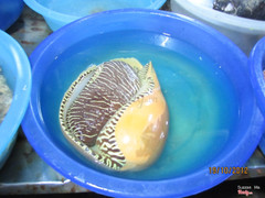 Còn sống