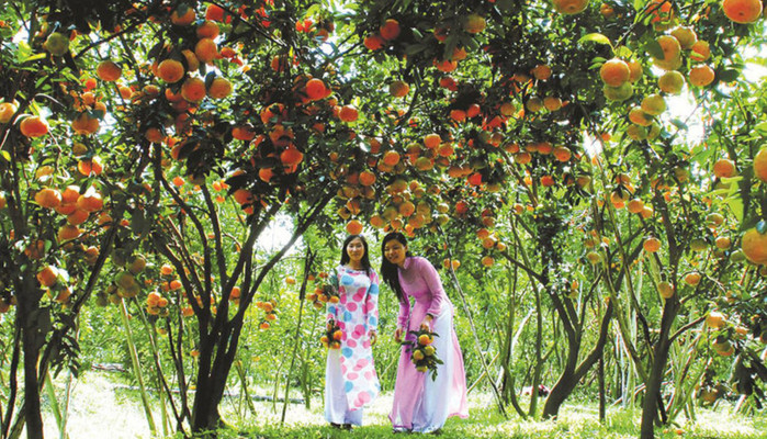 Quýt Hồng Lai Vung