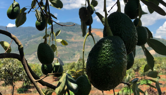 Thế Giới Bơ - Trần Hưng Đạo