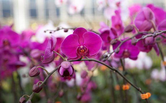 Minh Lan Orchids - Shop Hoa Lan