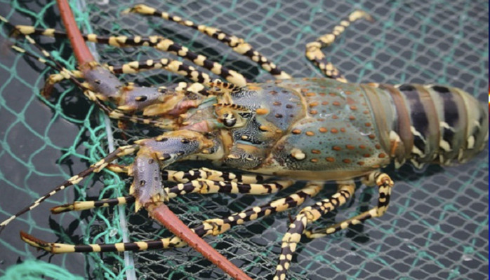 Tôm Hùm Khánh Hòa Tồ Kitchen - 155 Nguyễn Văn Linh