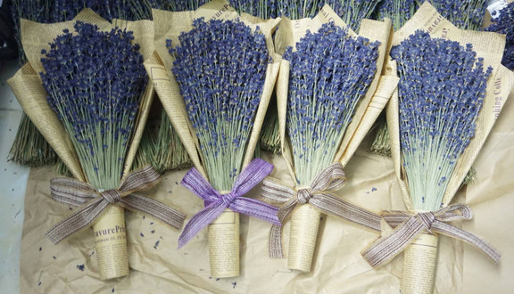 Dạo Mát - Hoa Khô Lavender - Shop Online