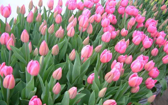 Hoa Tươi Đà Lạt - Xóm Củi