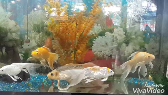 LẨU CUA RÀO NGỌC LAN 🐟