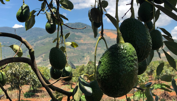 Thế Giới Bơ - Tạ Uyên