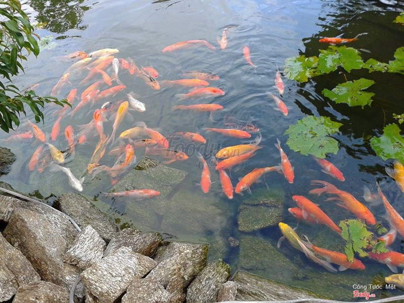 
Hồ Cá Koi Tại Stone Cafe