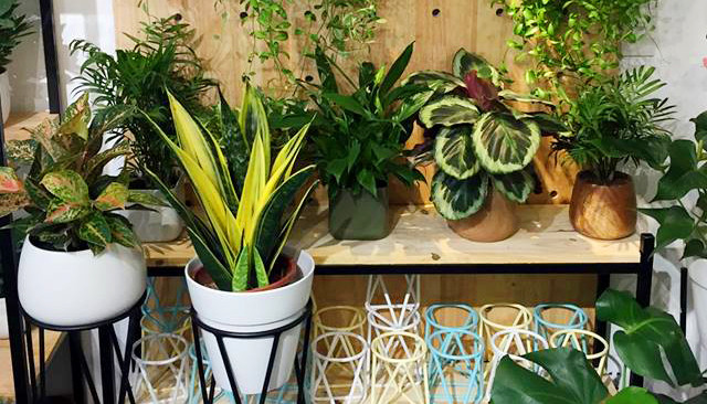 Xẻ Decor & Furniture