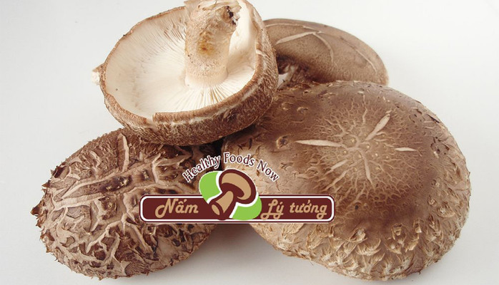 Nấm Lý Tưởng - Các Loại Nấm