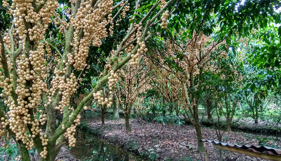 Vườn Dâu Nhơn Bình - Nhơn Ái