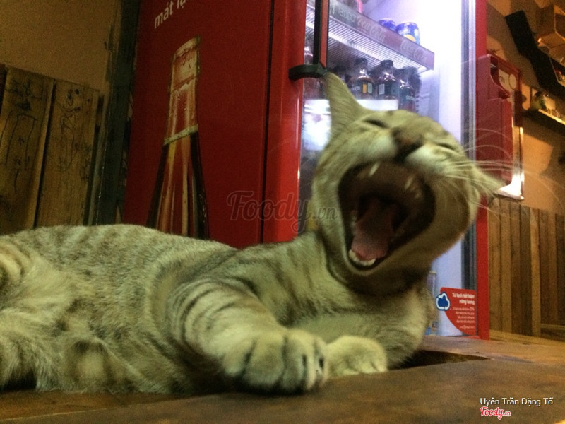 Chú mèo của quán