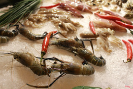 Tôm tươi