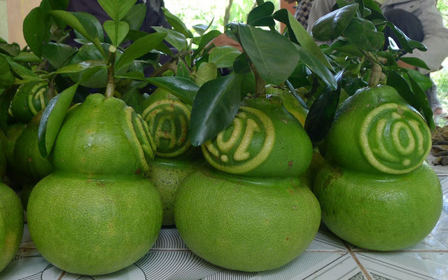 Bưởi Hồ Lô Tài Lộc - Lê Văn Lương