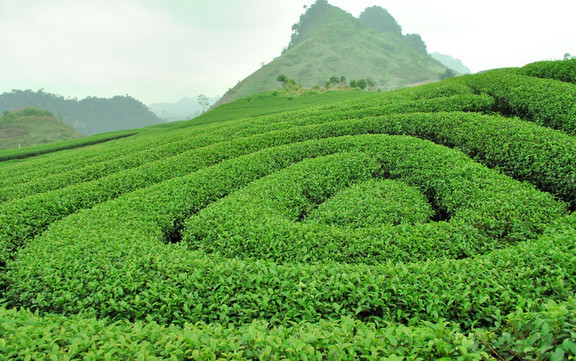 Đồi Chè - Nông Trường Mộc Châu