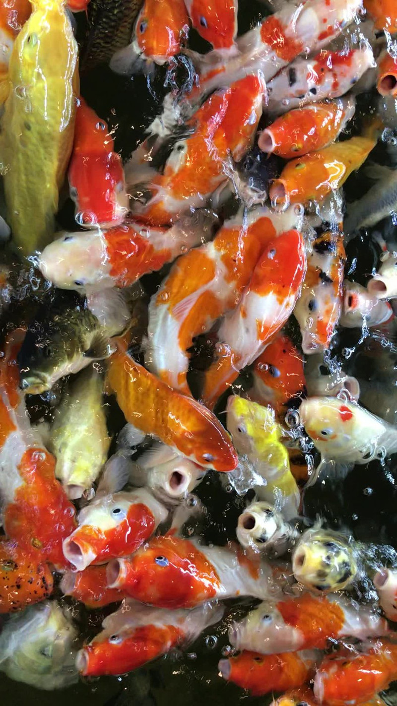Koi Family Coffee