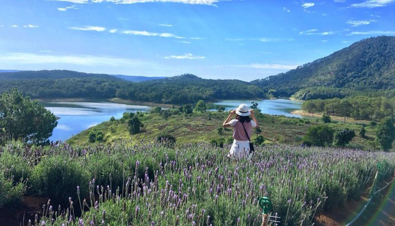 Cánh Đồng Lavender - Hồ Tuyền Lâm