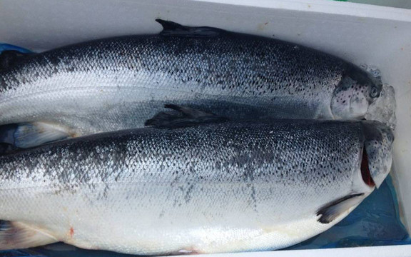 Fishy - Cá Hồi Tươi Sống