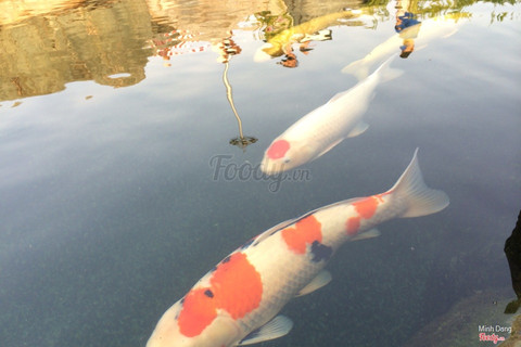 Cá koi