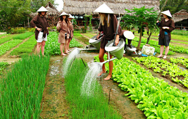 Làng Rau Trà Quế Hội An