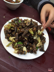 Ốc giấy luộc mắm 😍 vì bé ăn khá lâu nhưng ăn rất béo. Như mình đi ăn thấy to to là lúc nào cũng phải ăn đầu tiên. Vì là gần nhà nên khi nào thèm lại ra ăn 1-2 đĩa là ít. Ăn ở đây rất sạch sẽ và có điều là nước sâm sen free nhé 😉