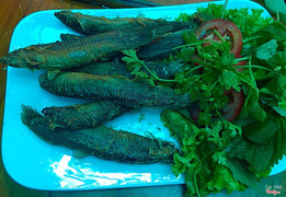 Chạch quế