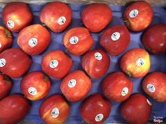 Táo Gala 70k/kg