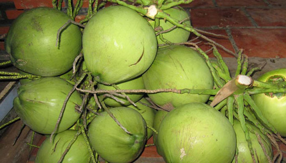 Dừa Xiêm Cô Hiền