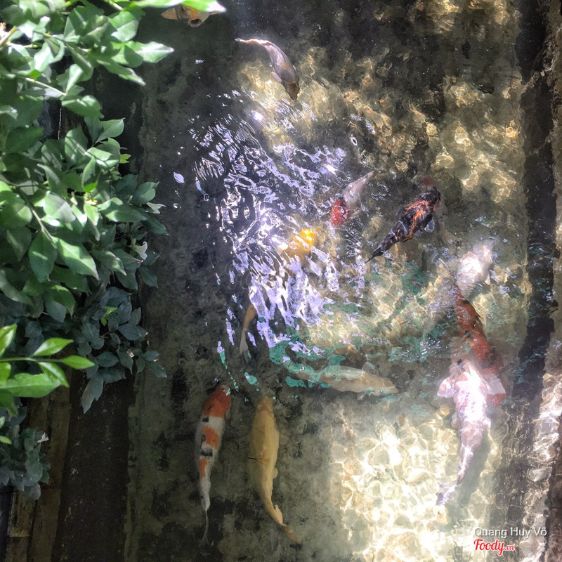 Hồ cá koi