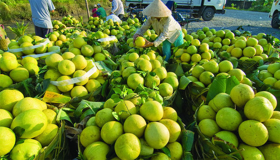 Vựa Trái Cây Thanh Mai