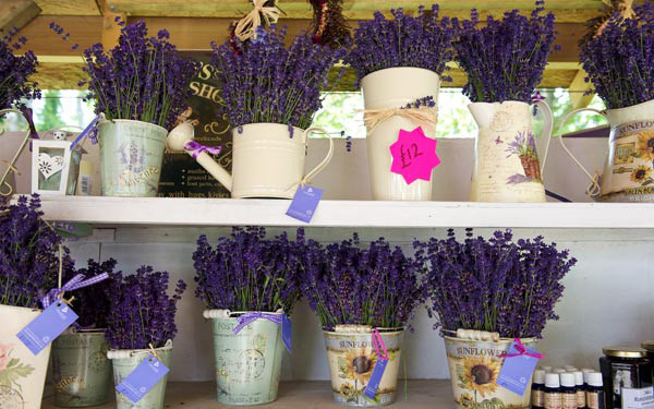 Tiệm Hoa Cây Cau Vàng - Hoàng Hoa Thám