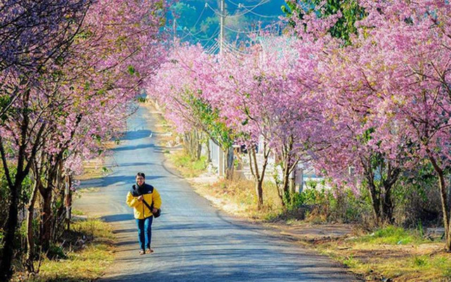 Thung Lũng Đào Hoa Mười Lời